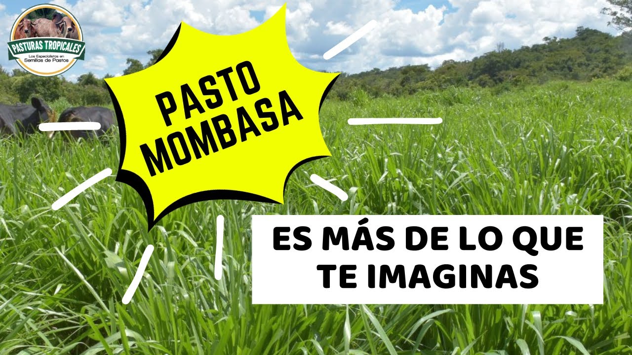Pasto Mombasa | Cómo sembrarlo y aprovecharlo al máximo #ganaderiacolombiana #ganaderoscolombia