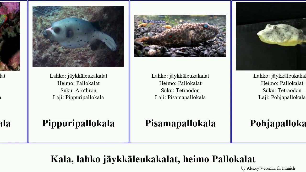 Kala, lahko j&auml;ykk&auml;leukakalat, heimo Pallokalat sphoeroides fish pan josh maculatus parvus Arothron