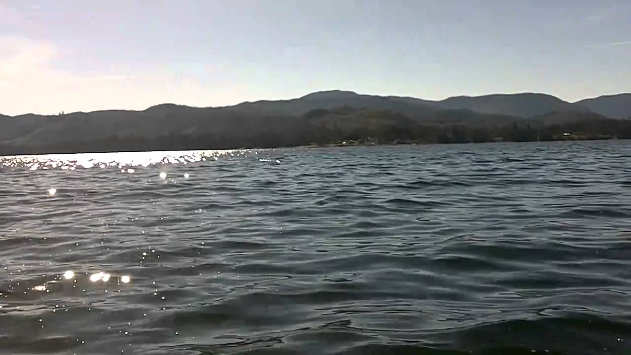 Porpoises near Coffman Cove, Southeast Alaska in Clarence Strait