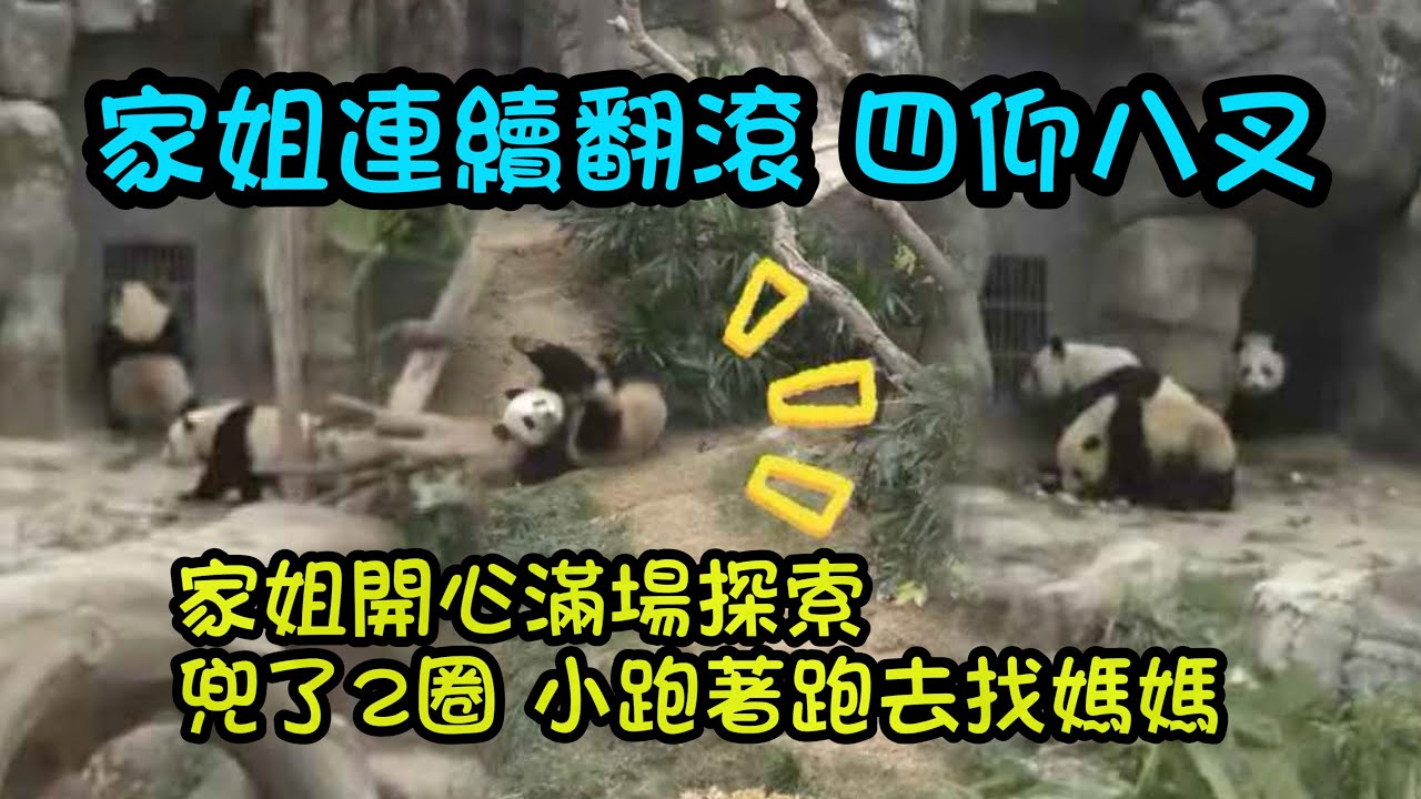 1月28日   家姐來到大院子好興奮啊，連續打滾，兜了2圈散步探索，快速小跑去找媽咪細佬 #大熊貓樂樂 #大熊貓家姐細佬 #大熊貓盈盈