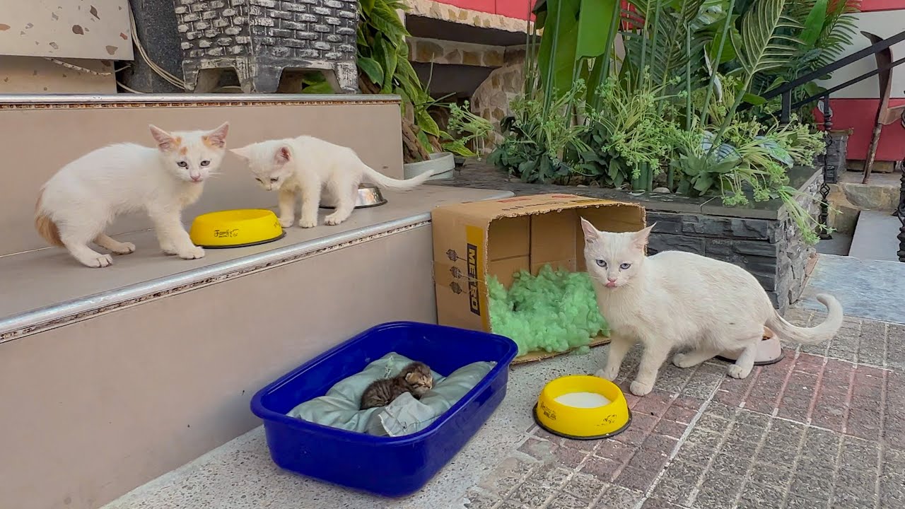 They waited day after day at the restaurant entrance and were adopted as reliable employees.