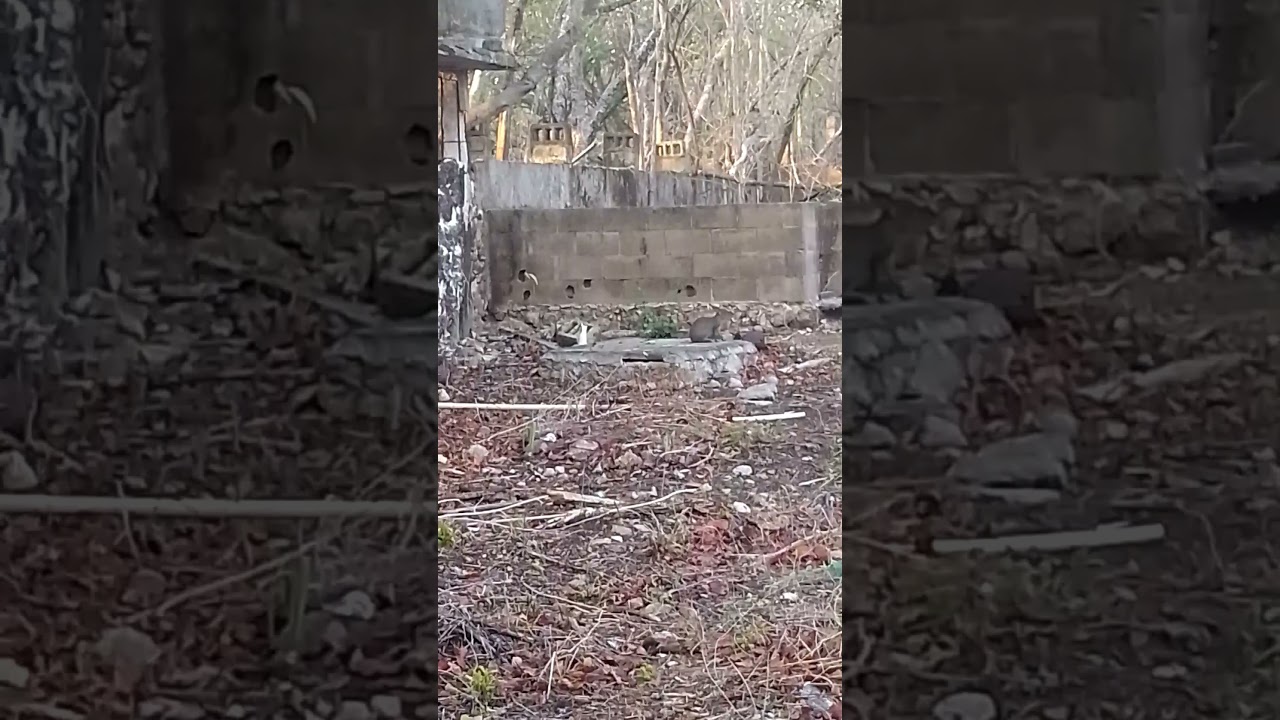 Jaleb ,  tepezcuintle mexicano hay que cuidar la naturaleza y su habitad.