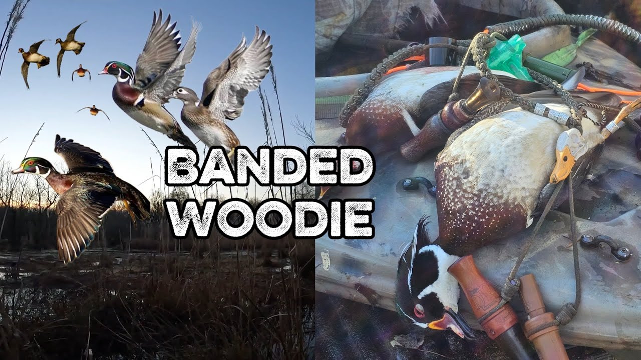 Banded Woodie | 3rd Split Opener #birdhunting #duck #duckhunting 