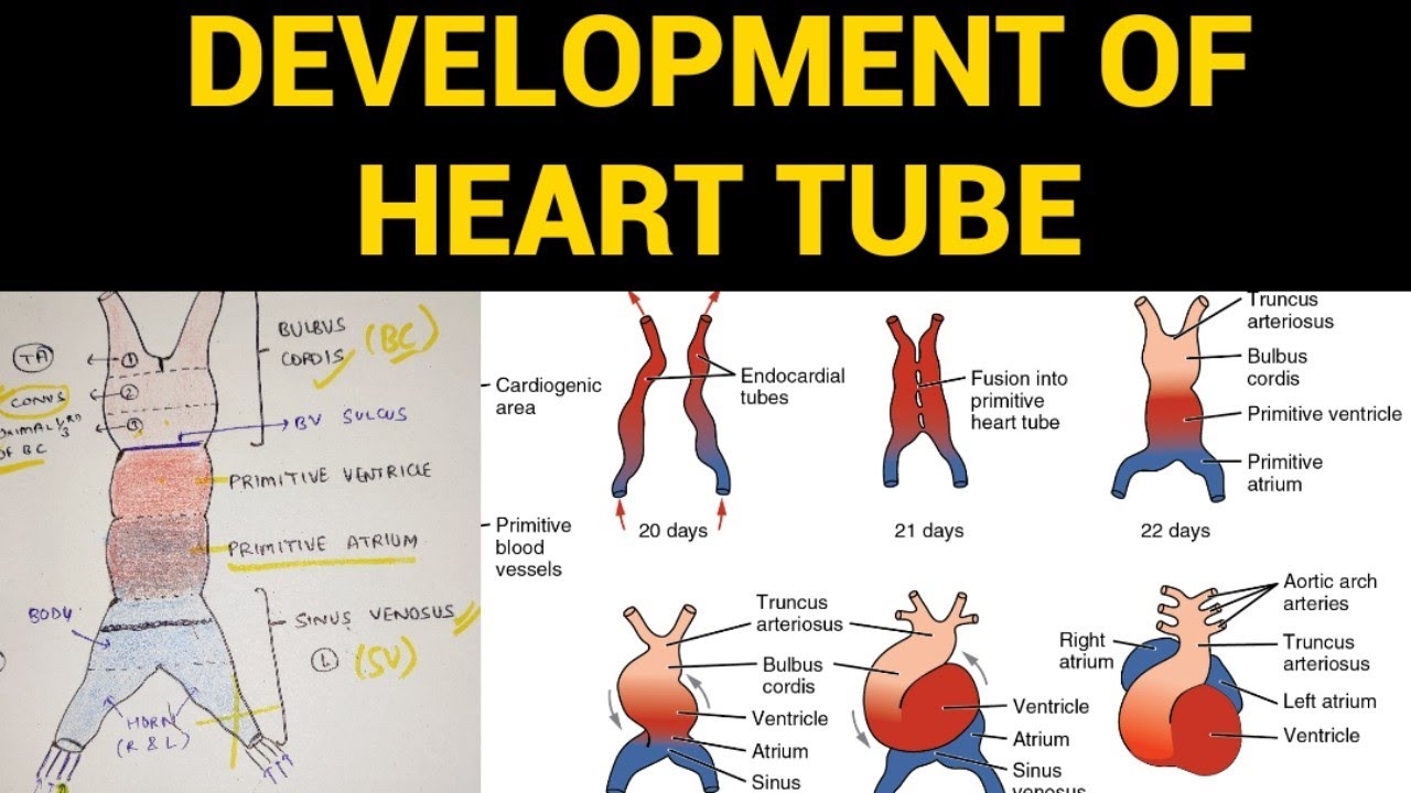 Development of Heart Tube | Heart Embryology