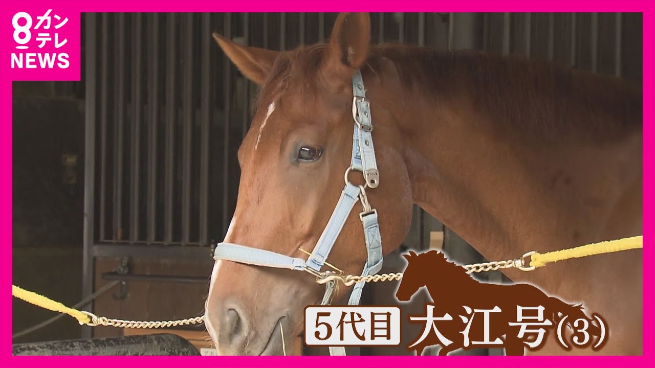 馬の人生“山あり谷あり”　殺処分免れ、治療とトレーニング重ね…京都府警「平安騎馬隊」に若駒がデビューへ〈カンテレNEWS〉