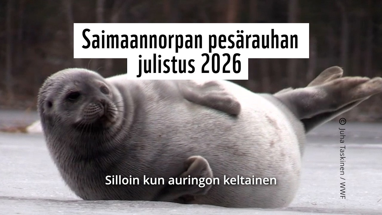 Saimaannorpan pesärauhan julistus 2026