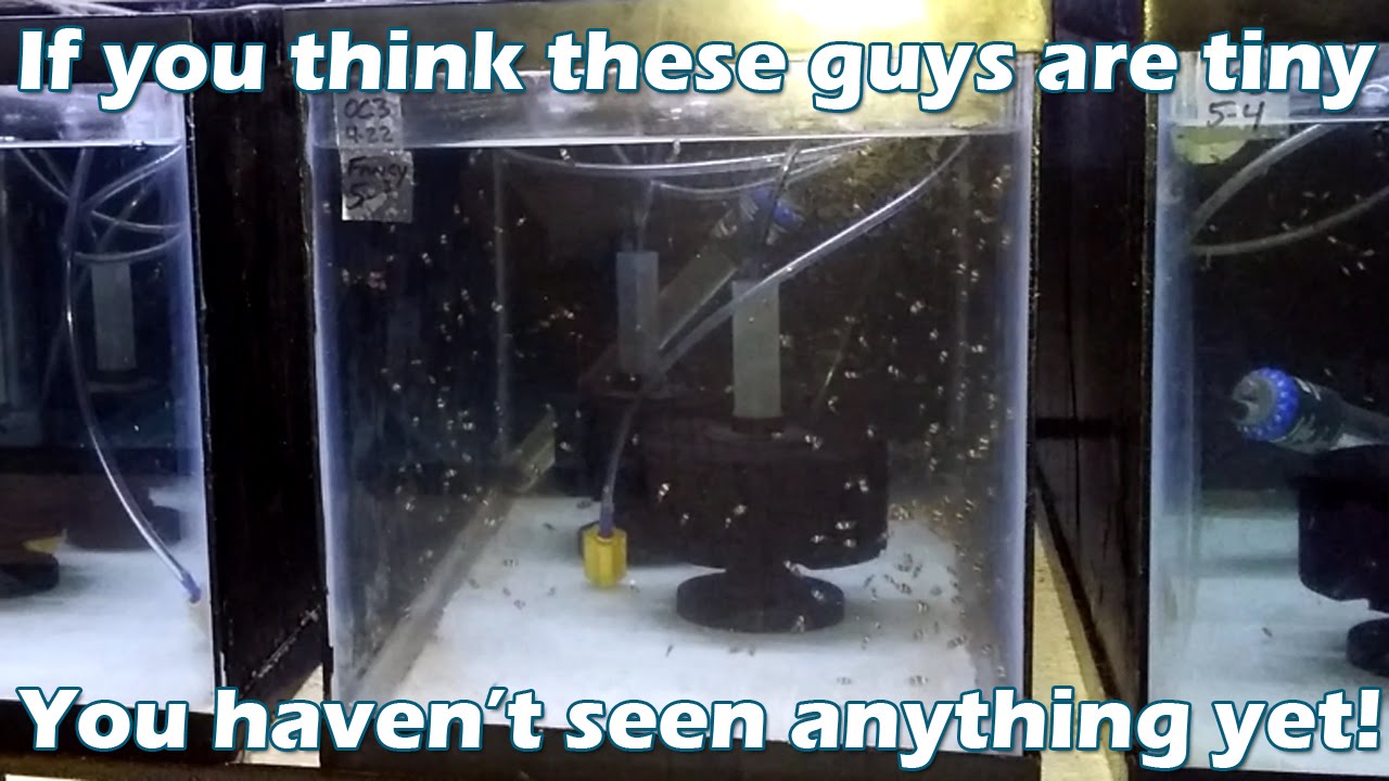 Episode 89 - Reef Stew & More #4: Hatching and Rearing Tanks