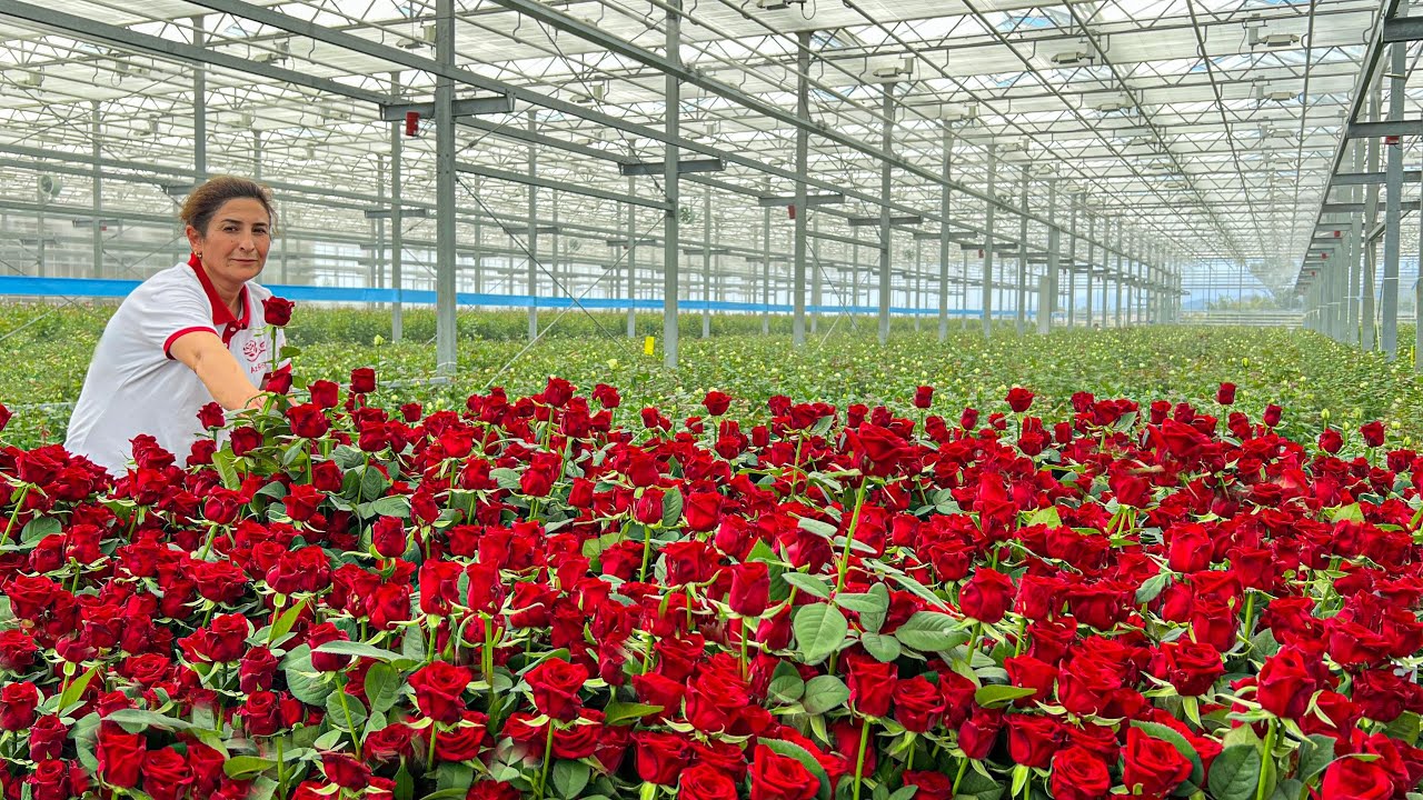 30,000 Square Meters Of Real Flowers All Year Round! Flower Production Plant