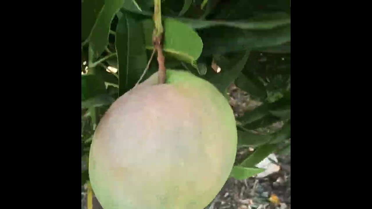 plantação do projeto fulgêncio 