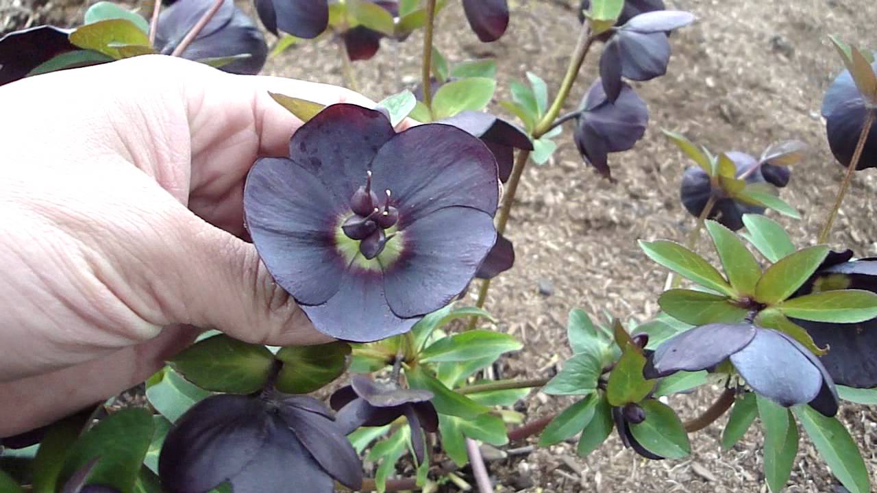Helleborus Winter Jewels Black Diamond