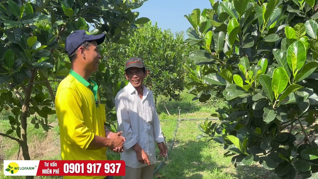 Vườn mít bị nhiễm Paclo - Kết quả phục hồi cây.