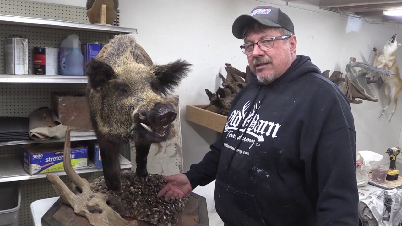 Creating Taxidermy Habitat for Less Then $40