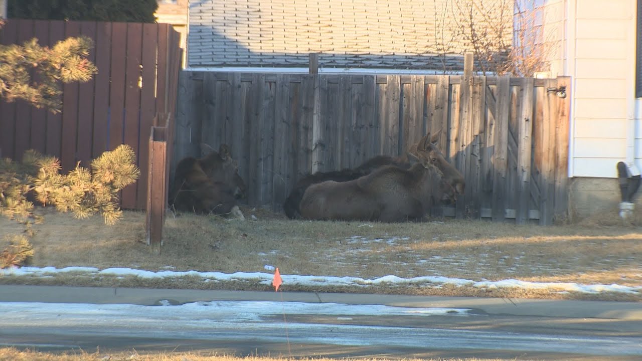Trio of moose relocated from North East Edmonton
