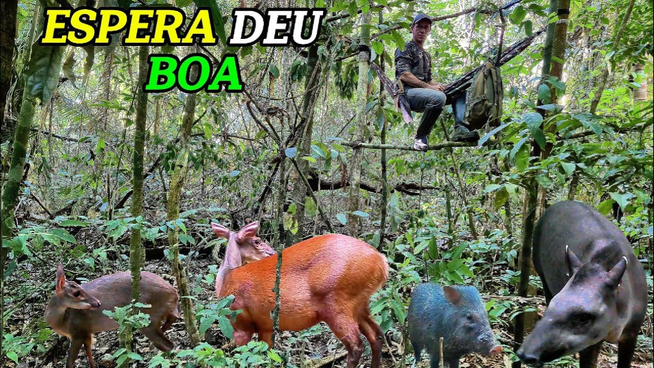 O que filmei durante a noite em uma fruteira na floresta amazônica vai te surpreender! #animals