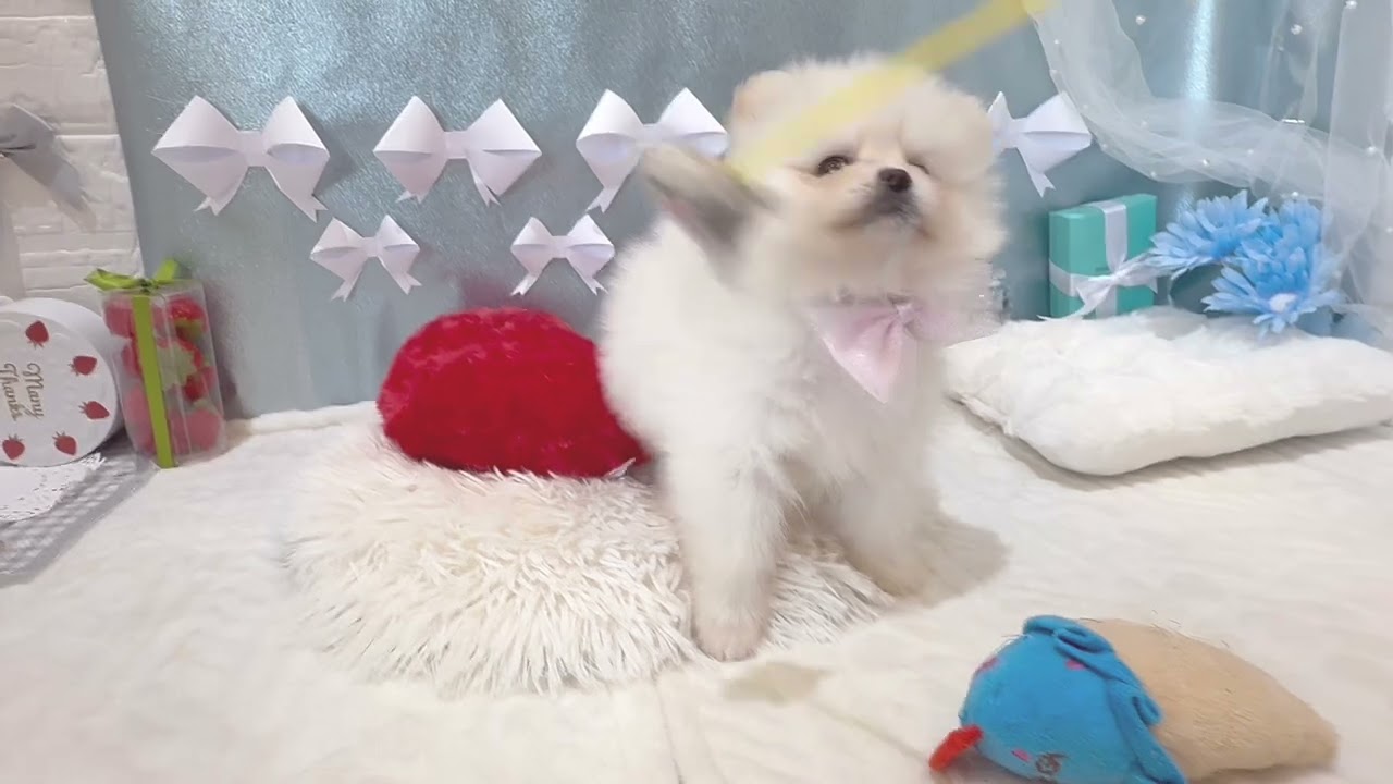 ペットショップ犬の家＆猫の里富士店　No.201345　ポメラニアン