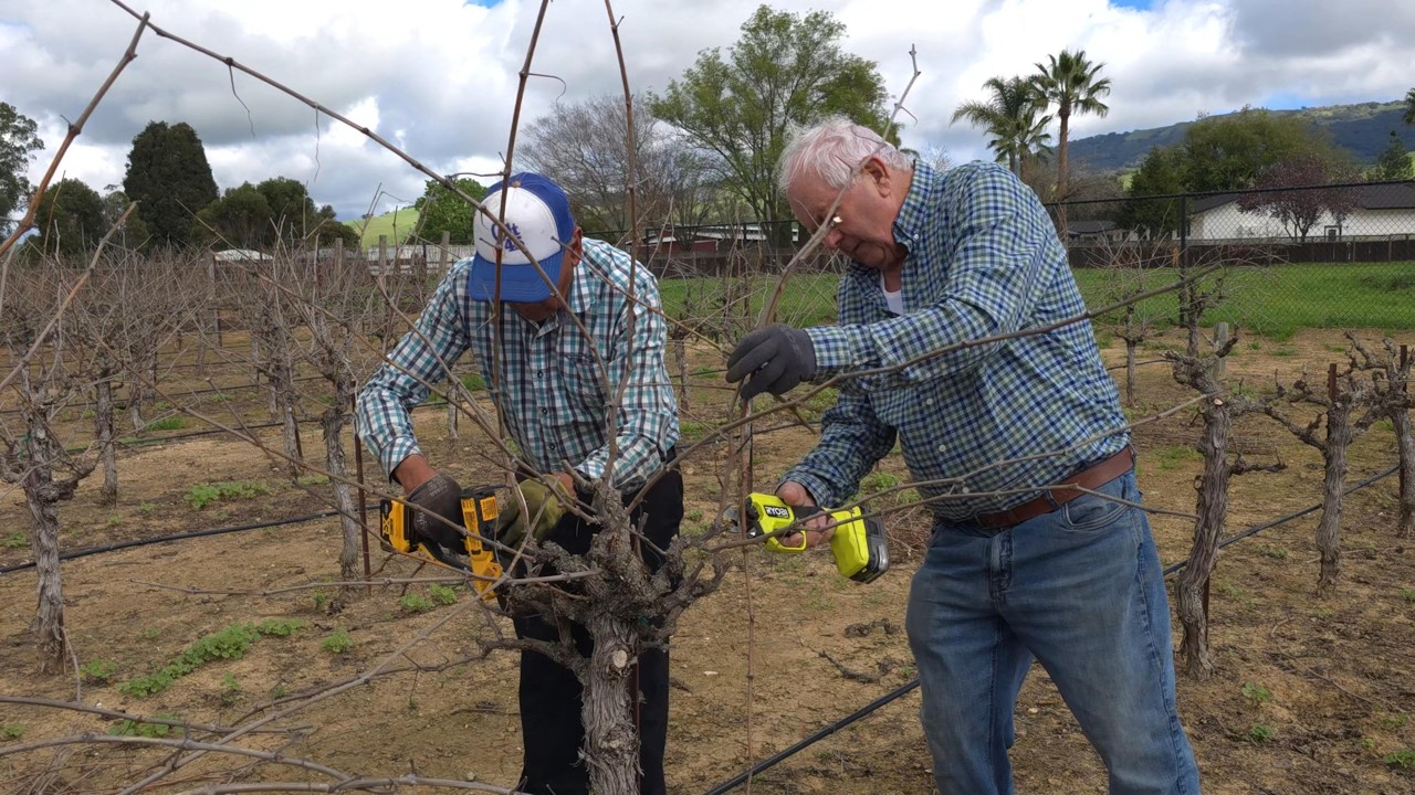 Vamos Podar Vinha a Cordevalle San Martin Março 2026 Califórnia