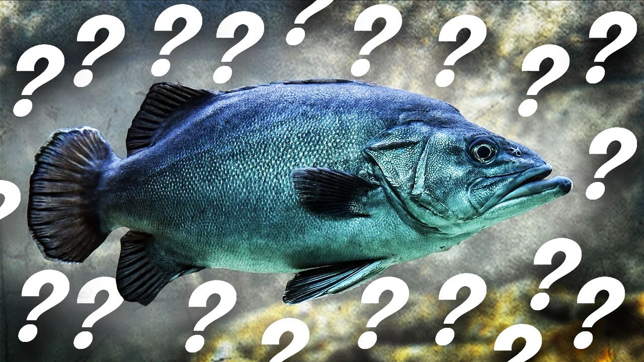 Why Fish!