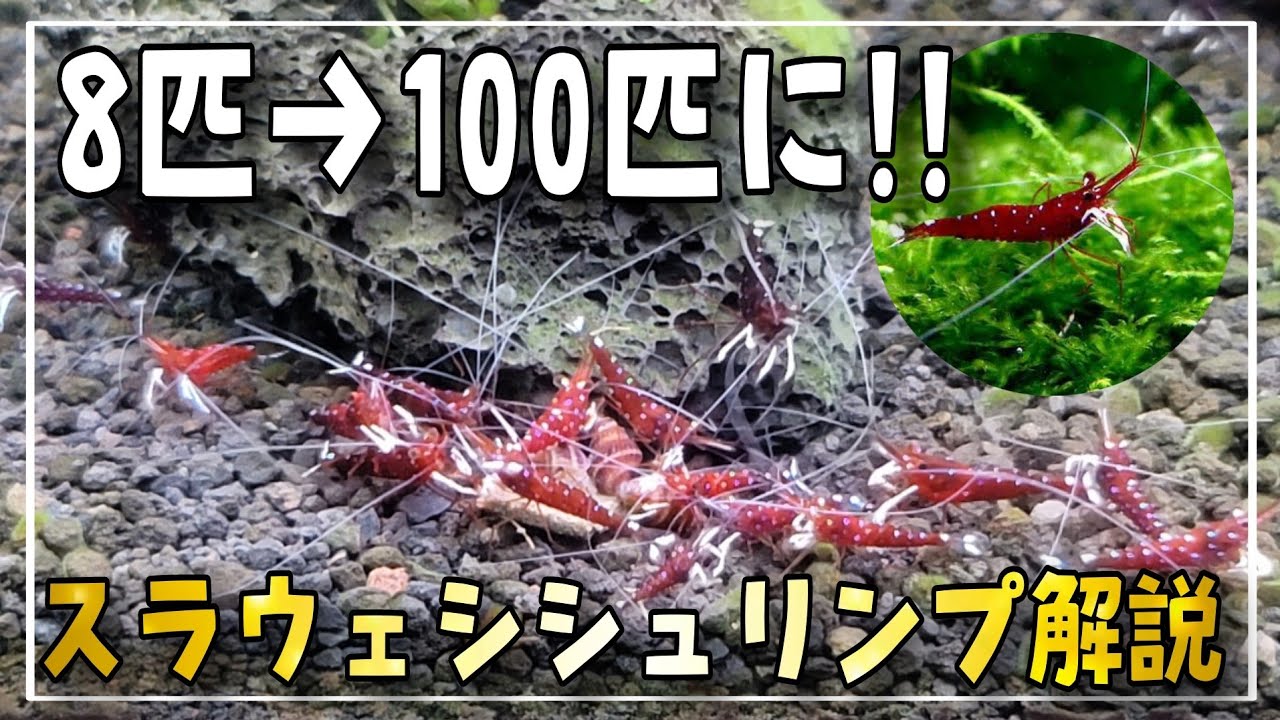 話題沸騰‼今最も熱いエビ‼スラウェシシュリンプ解説‼　aquarium　アクアリウム　テラリウム　熱帯植物　金魚　熱帯魚　水草　流木　メダカ