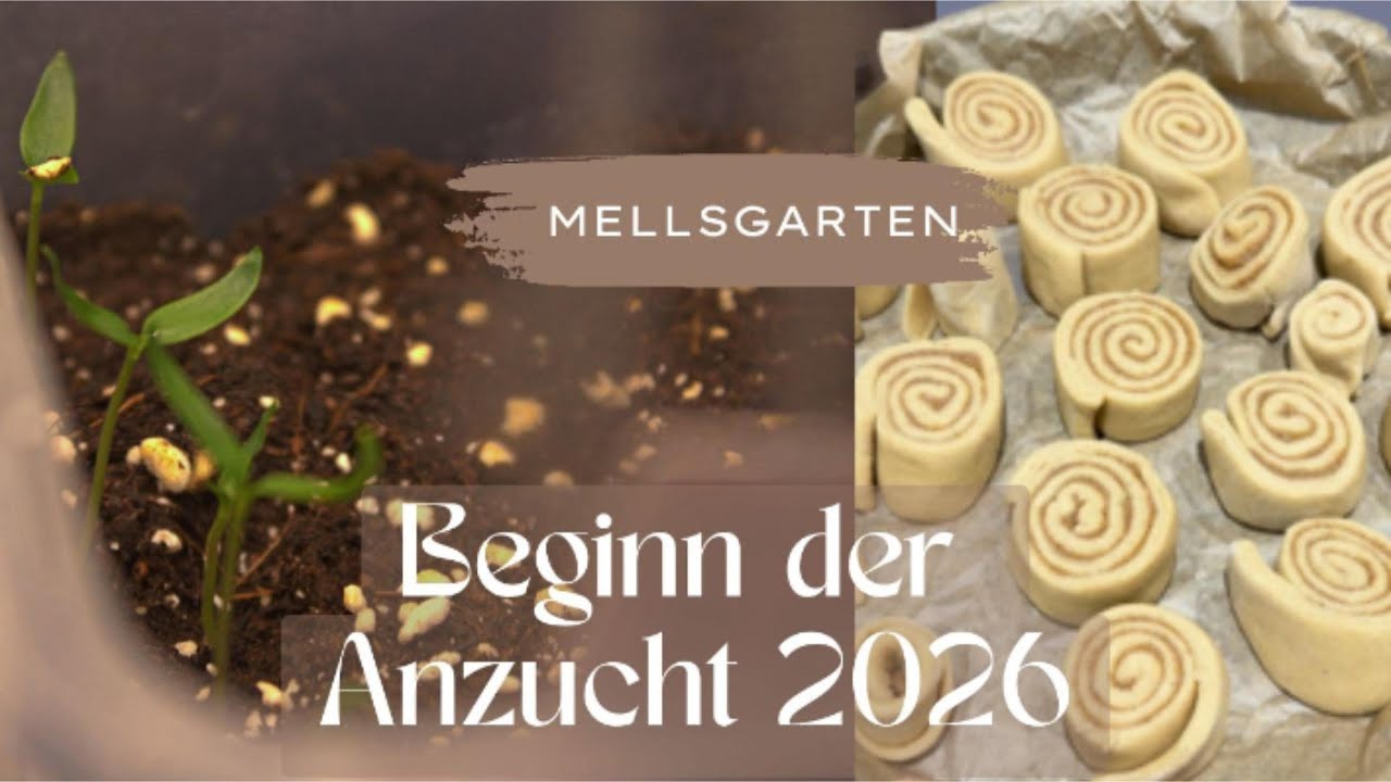 BEGINN DER ANZUCHT 2026