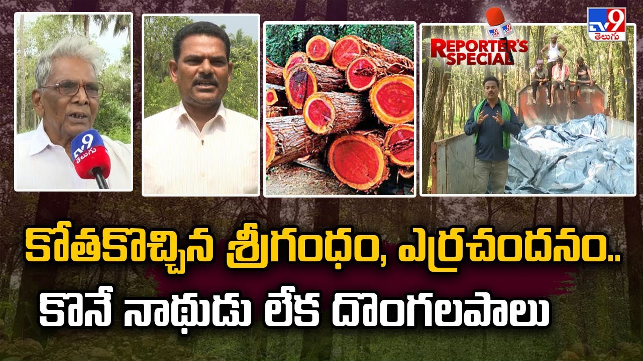 Reporter's Special : కోతకొచ్చిన శ్రీగంధం, ఎర్రచందనం.. కొనే నాథుడు లేక దొంగలపాలు - TV9