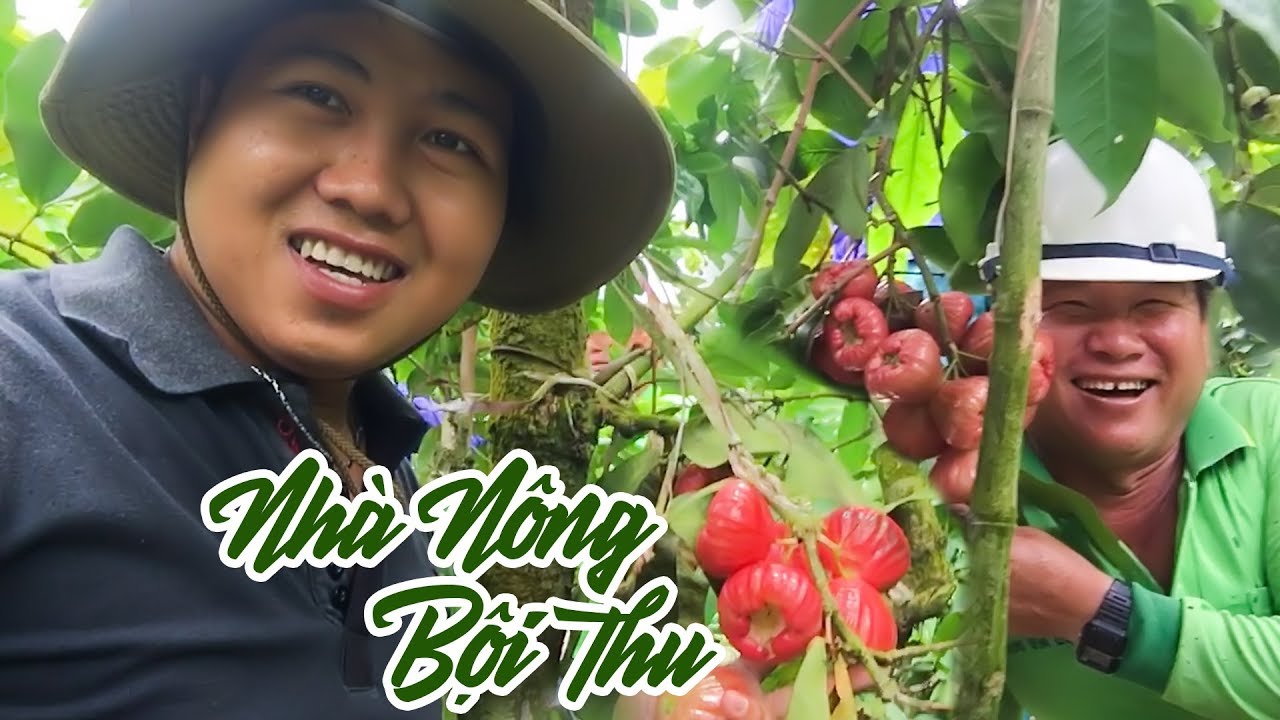 Trúng Mùa Mận Hồng Đào Đá | Hi'Phan