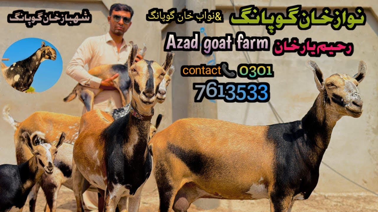 Barbari goat || beautiful barbari galmori bareed ￼|| contact number ||03017613533￼