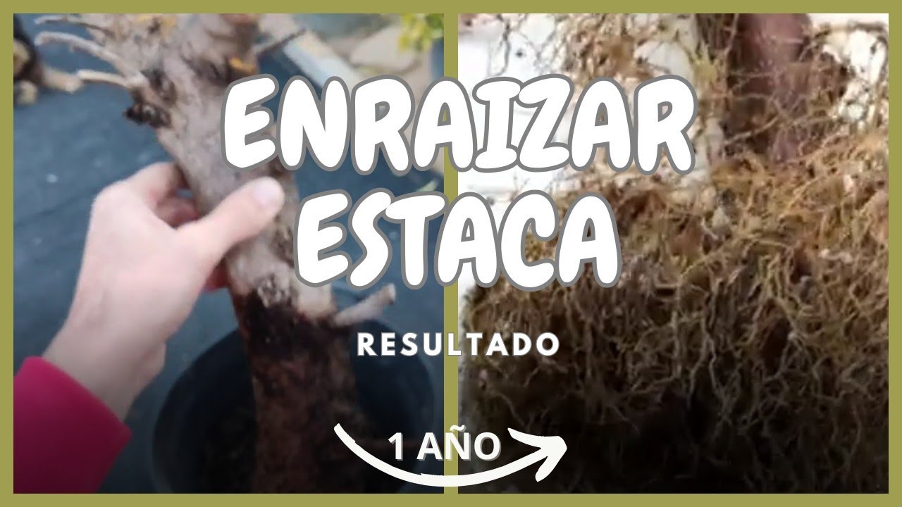Enraizar estaca de Olivo. Resultado un año después.
