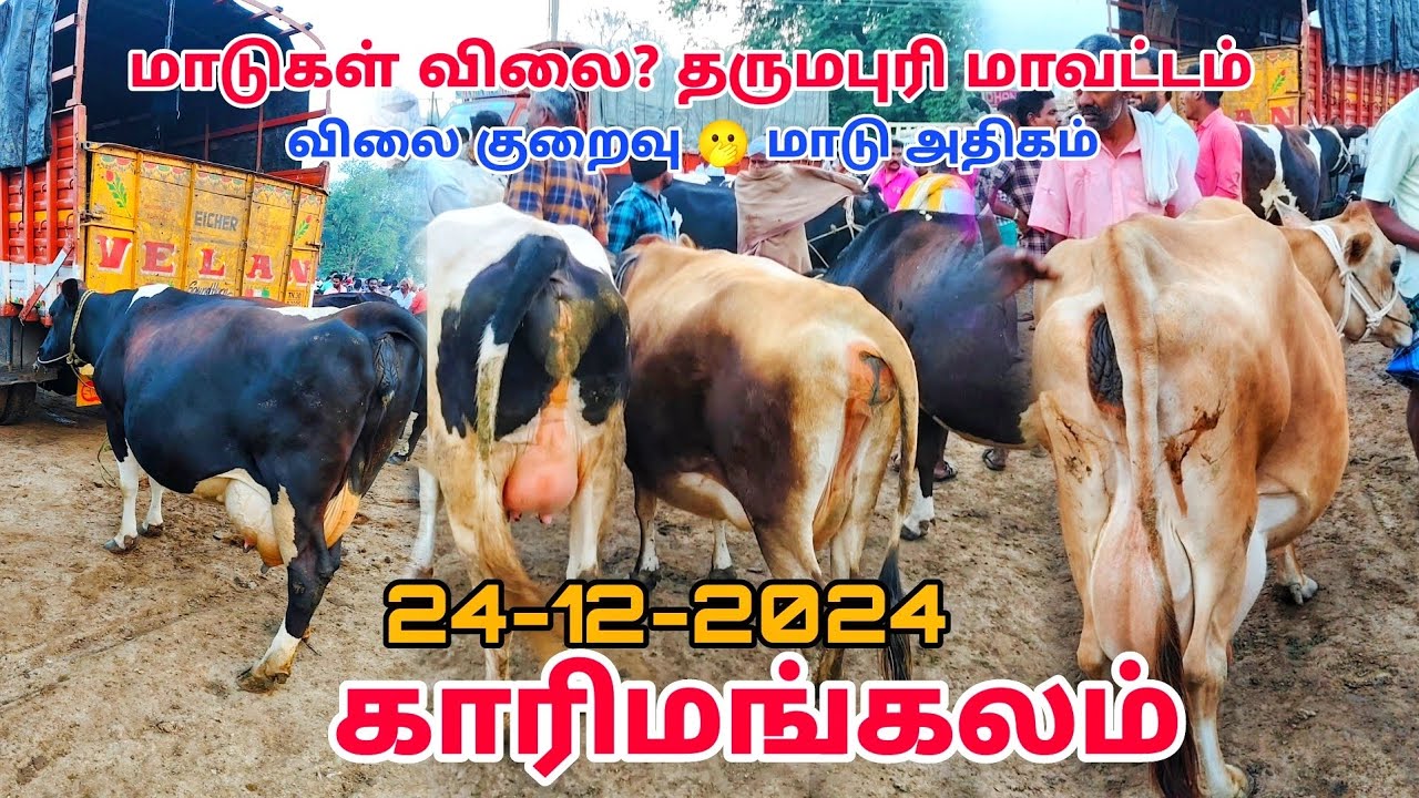 24-12-2024 காரிமங்கலம் மாட்டு சந்தை 🥰 மாடு விலை? 🫢 தருமபுரி மாவட்டம் karimangalam cow market