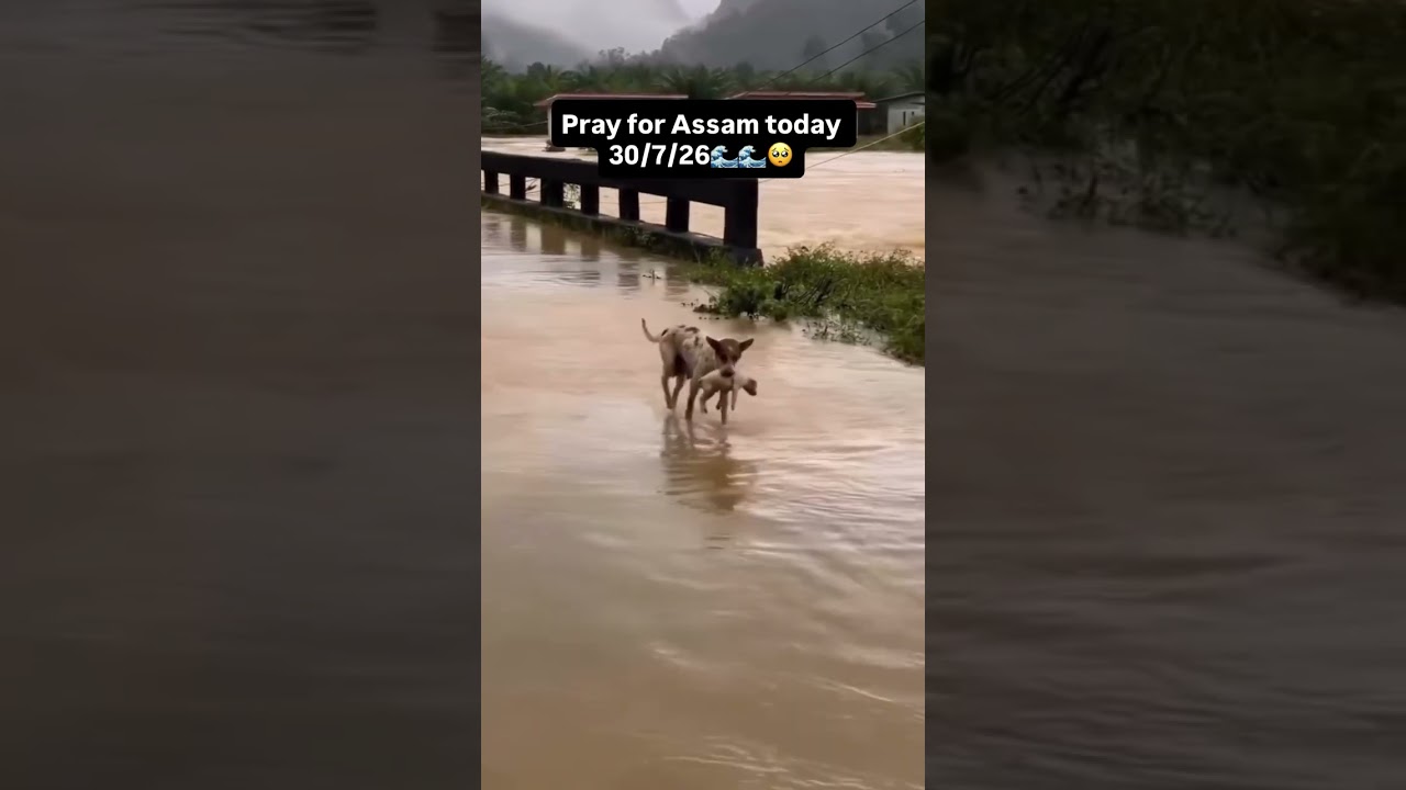 Assam Flood Water Level Impact on Villages (30.07.2026) | Shrijo Lifestyle
