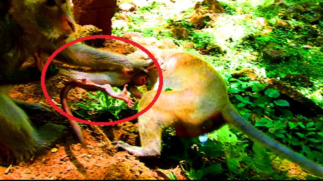 Breaking my heart ! Why monkey tear new baby so much like this? Pity baby cry more and more cos hurt