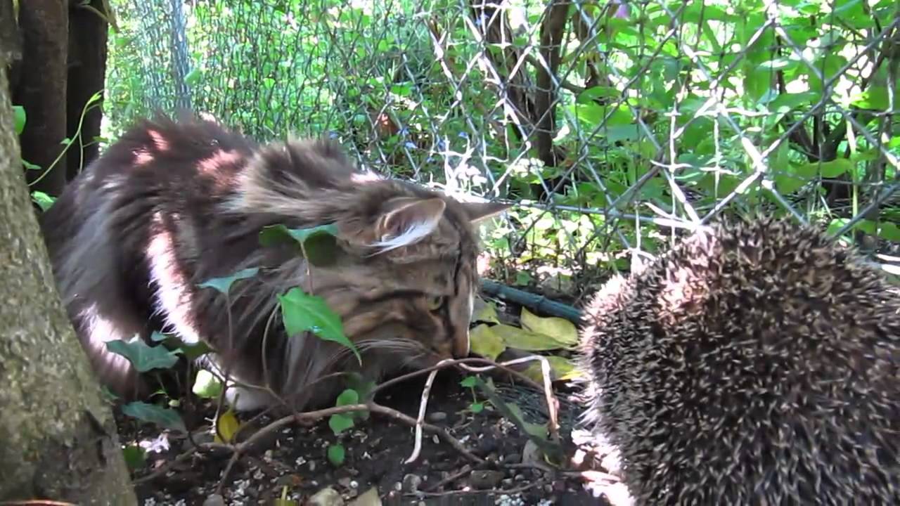 Junge norwegische Waldkatze trifft auf Igel