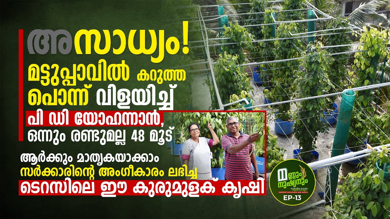 മട്ടുപ്പാവിലെ കുരുമുളക്‌ വളർത്തൽ വൻ വിജയം, ഒപ്പം പച്ചക്കറികളും, ഇത്‌ കൊട്ടാരക്കരയിലെ അത്ഭുതം