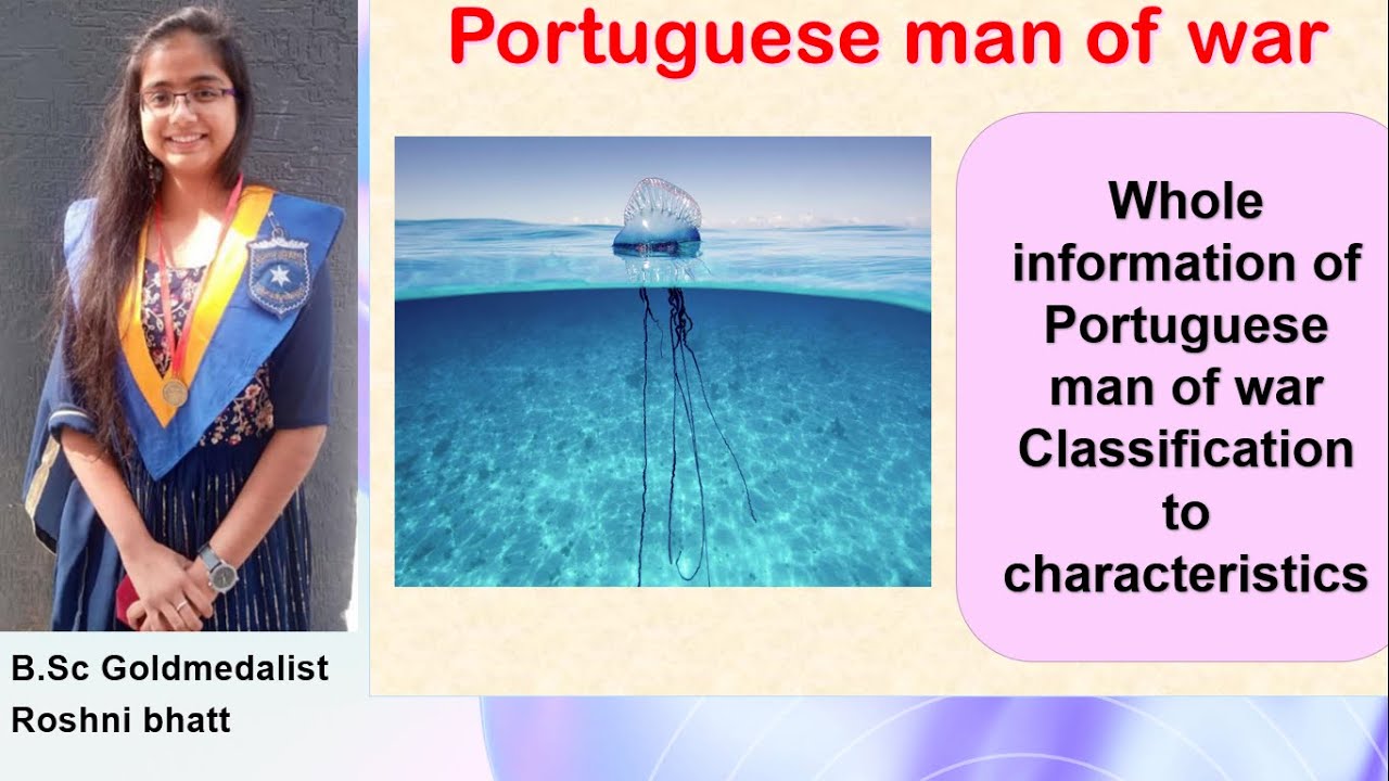 Physalia ( Portuguese man of war)