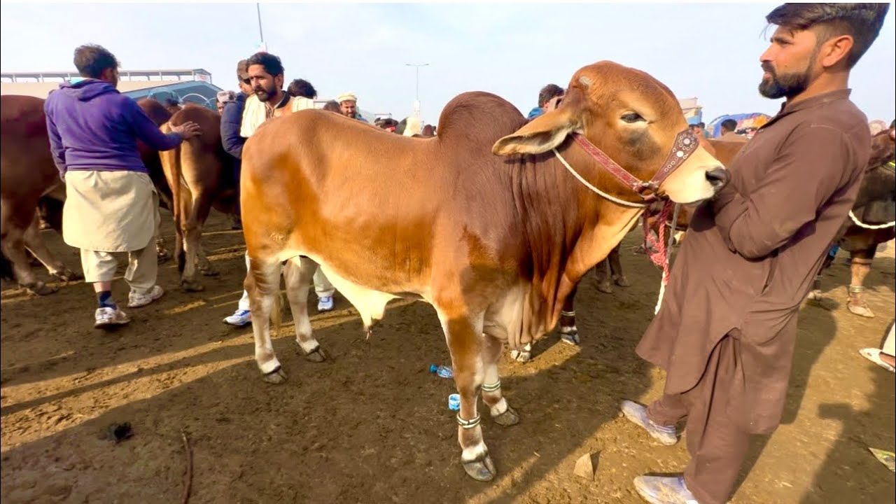 Qurbani Ke Bachre | Sahiwal Cholistani Bachre | Desi Bachre | LAHORI SHAUK | Shapur kanjra Lahore 