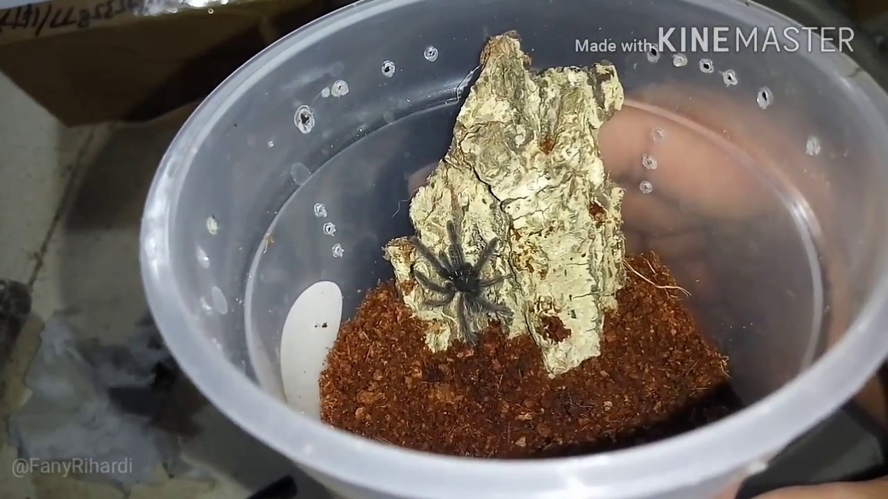 Unboxing - Tarantula Phormingochilus Carpenteri - Sulawesi Black Tarantula