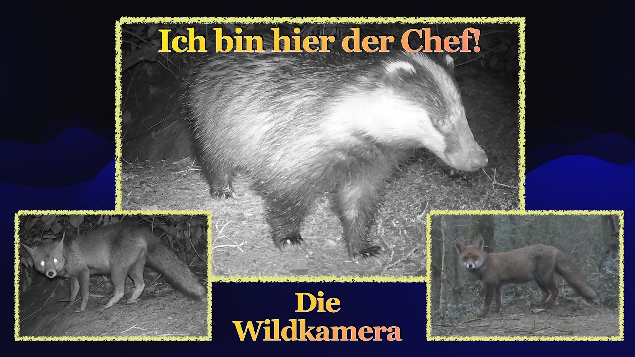 Der Dachsbau  |  Ich bin hier der Chef!  |  Aufnahmen mit der Wildkamera.
