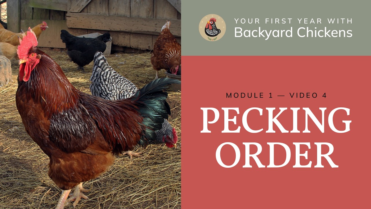 M1 V4 About Chickens: Pecking Order