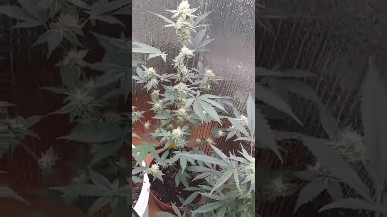 week 6 of flower