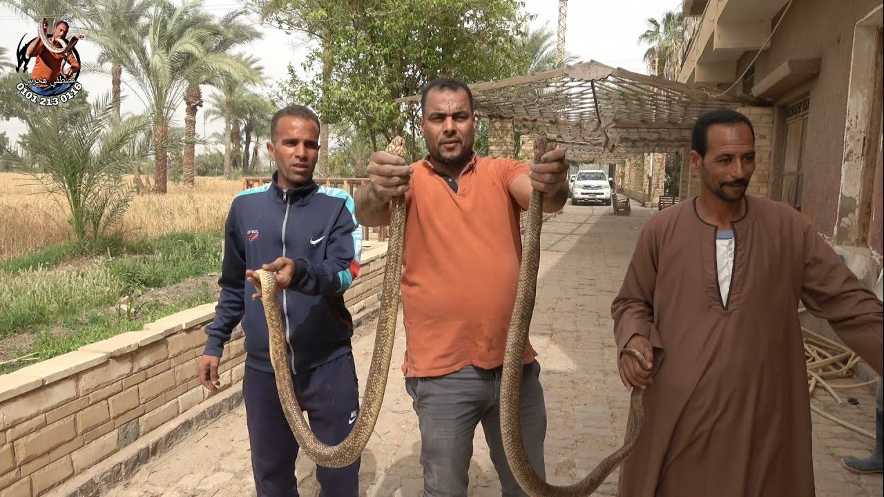 بعد تكسير غرفة في احد المنازل تم صيد ٢ افعي كوبرا من أضخم الافاعي مع مصطفى هجرس