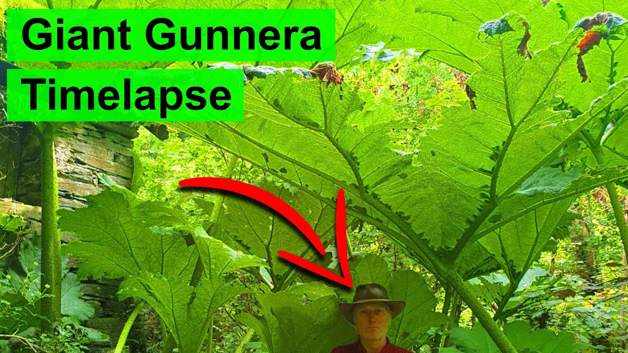 Giant Gunnera Plant Timelapse - 3 Months of Growth