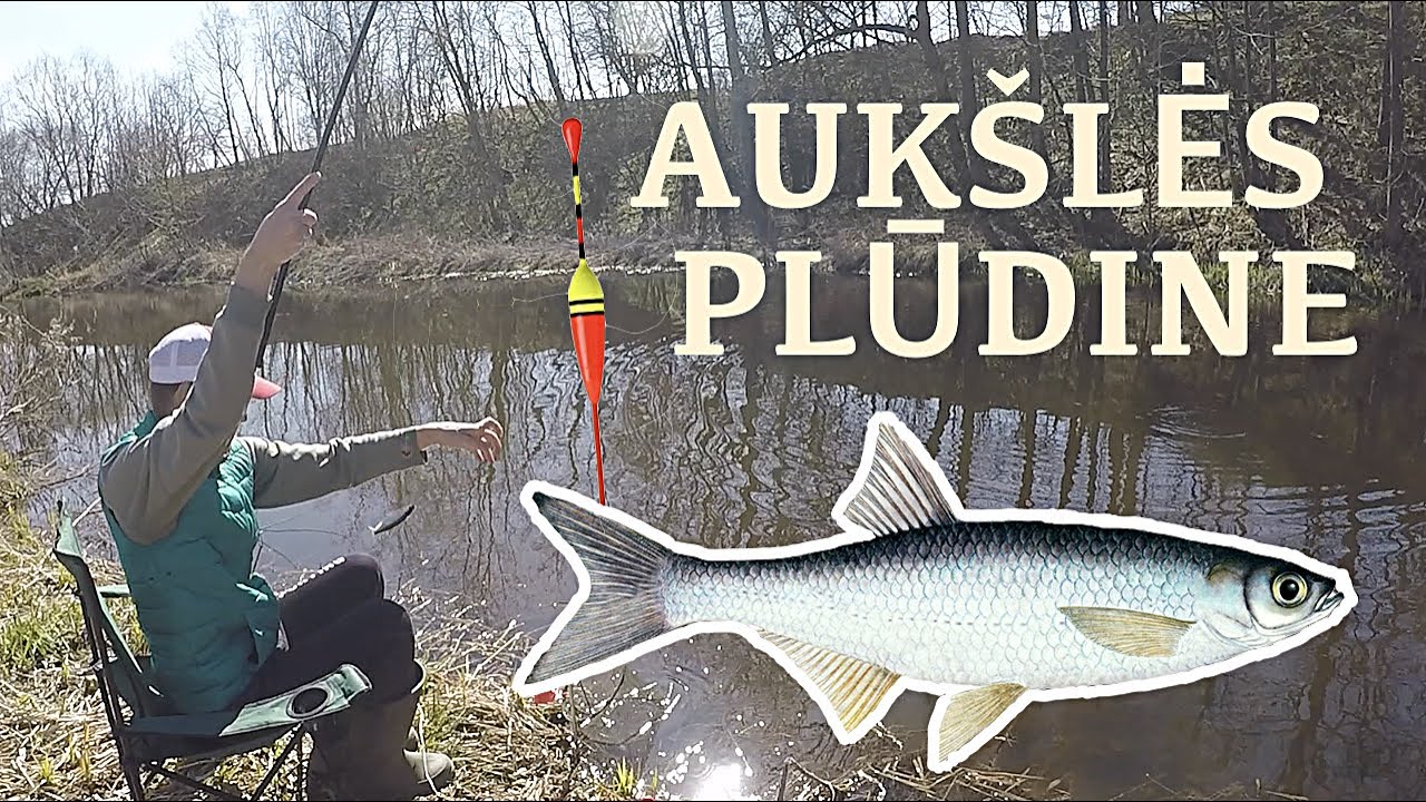 Aukšlių žvejyba pavasarį plūdine meškere lėtoje srovėje |“Ukleikos