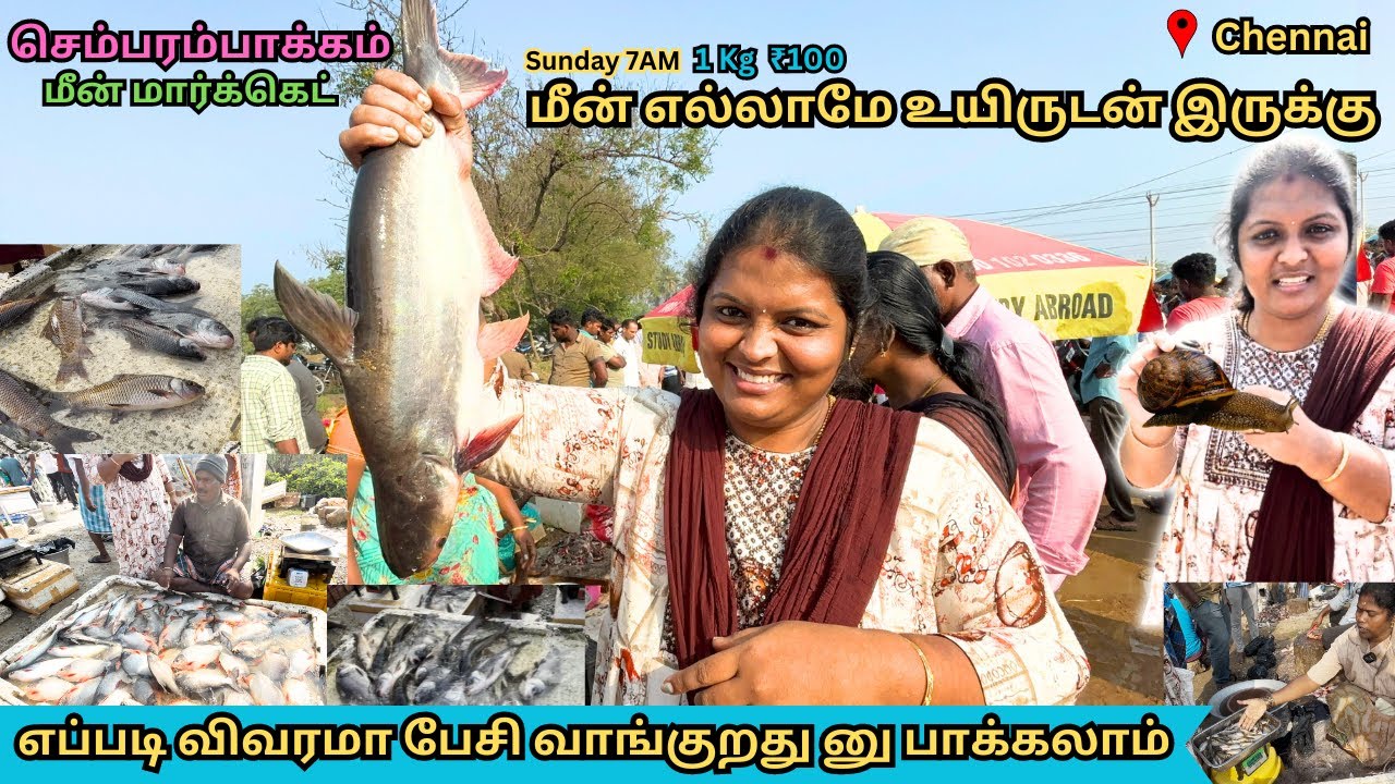 Chennai fish market Live fish💥Chembarambakkam Fish Market | உயிரோடு கிடைக்கும் மீன்கள்