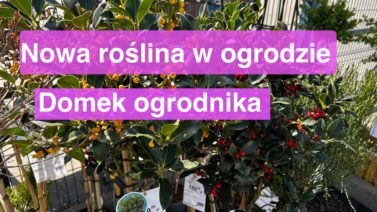 Polecam rośliny na pniu, drewniany domek ogrodnika, przycinam brzegi trawnika 