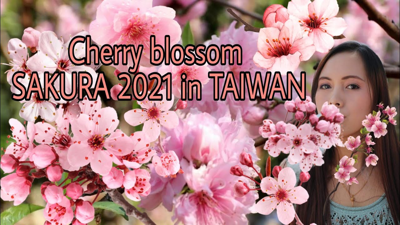 CHERRY BLOSSOM in TAIWAN 2021 |WELE CHERRY BLOSSOM PARK TAICHUNG TAIWAN | 台中后里崴立櫻花公園 | SAKURA |Ading