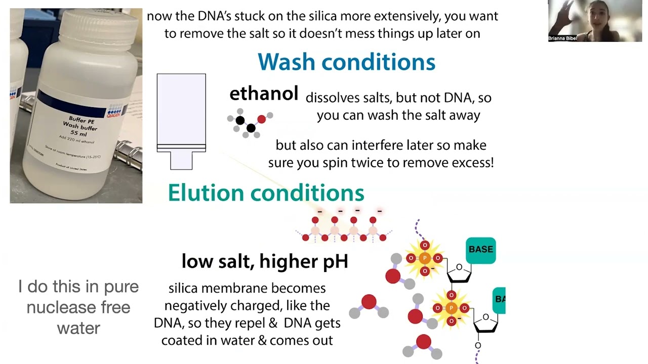 Spin column nucleic acid purification - how it works