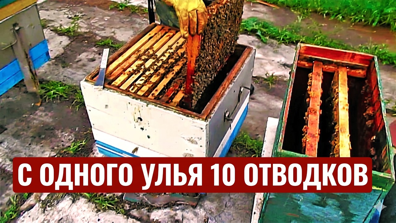 Наглядный способ Быстрого расширения пасеки. Отводки пчел без подсадки маток.