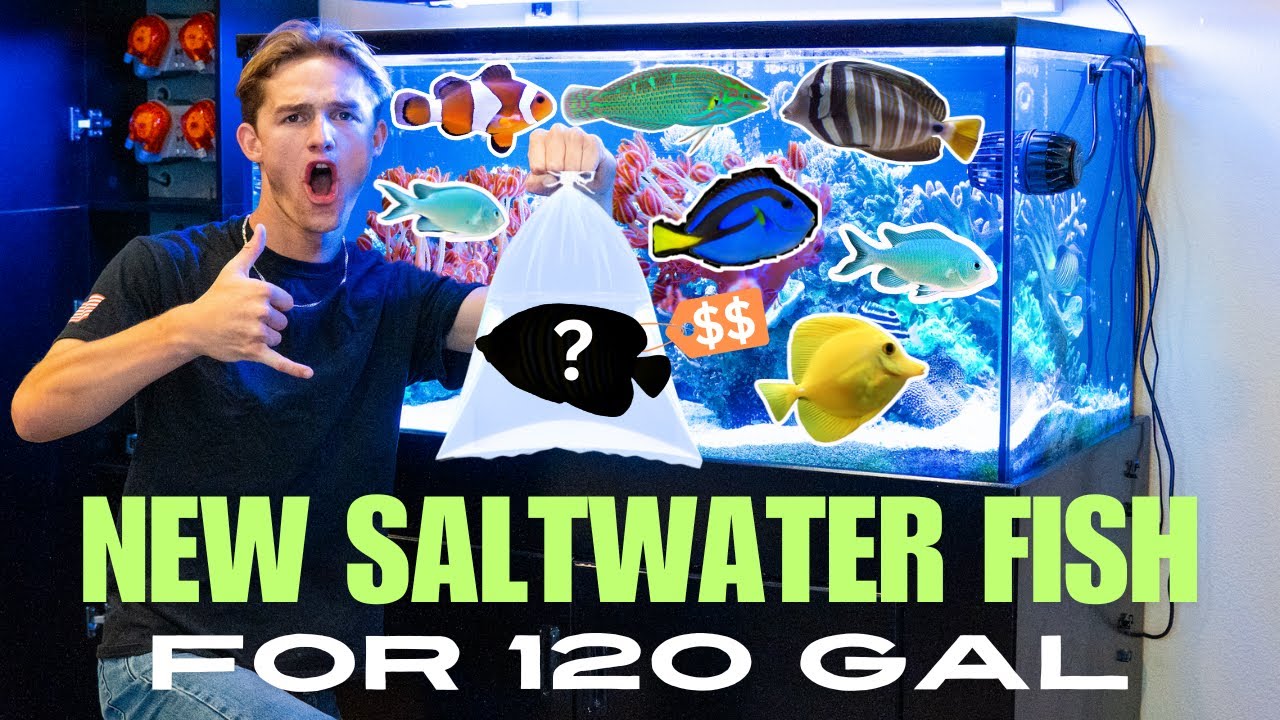 Getting NEW REEF FISH for my 120 GAL SALTWATER AQUARIUM!