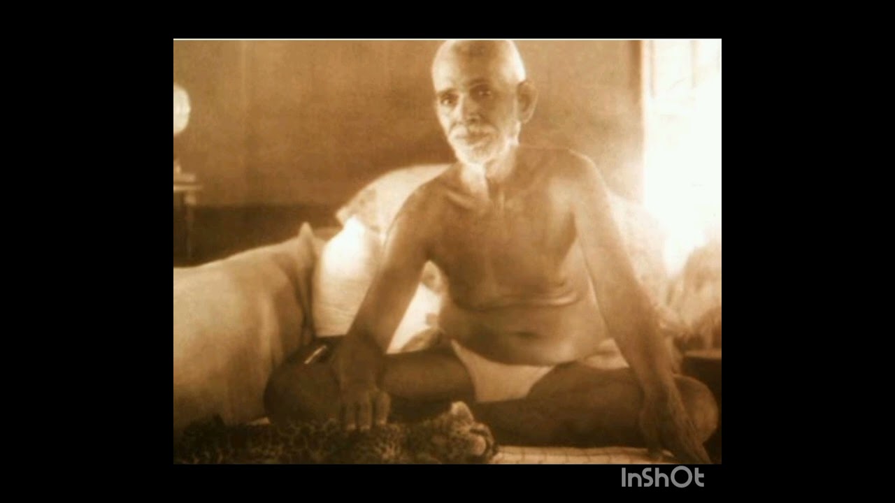 చిరుతపులి పిల్లలు