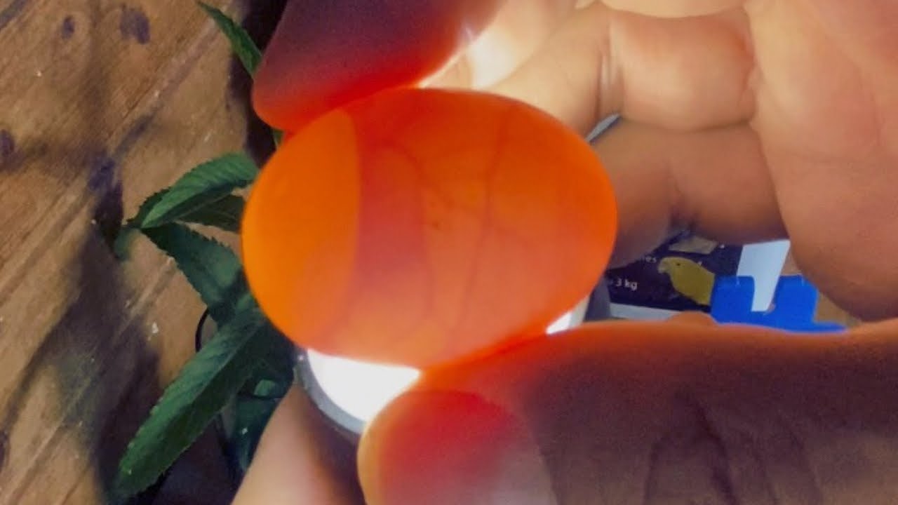كيف تعرف البيض المخصب والبيض الفاسد عند الطيور