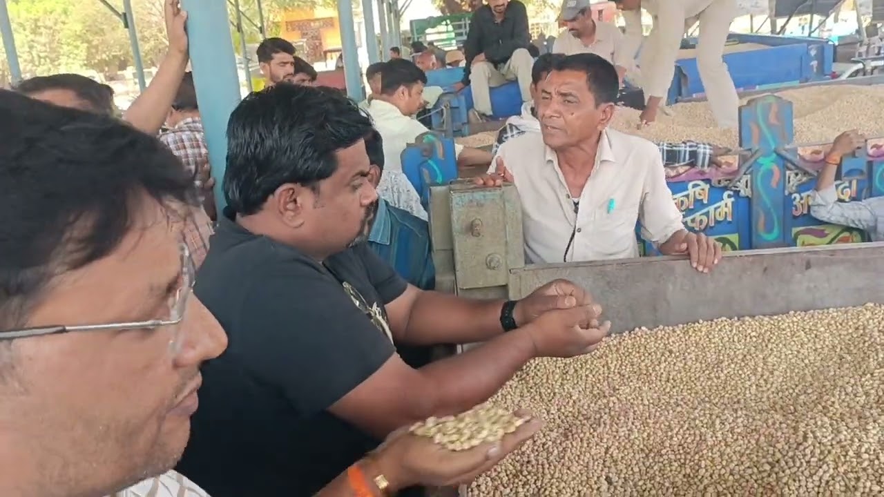 डॉलर चना (काबुली चना)नीलामी  10/03/2026 अंजड़ मंडी। dolor chana auction Anjad Mandi।